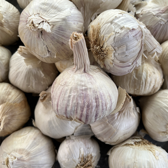 Homegrown Garlic