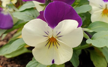 How to plant, grow and care for violas and pansies