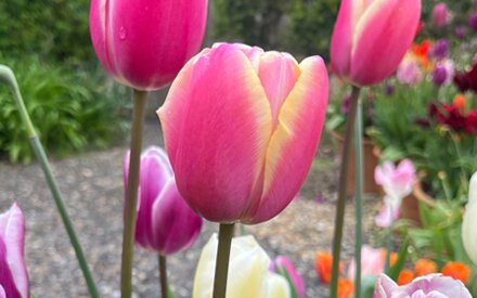 It's time to get spring bulbs in the ground!