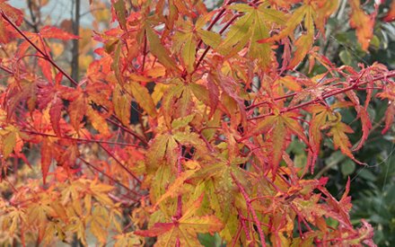 Planting Trees or Large Shrubs