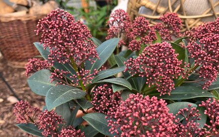 Skimmia growing guide