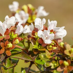 Abelia grandiflora