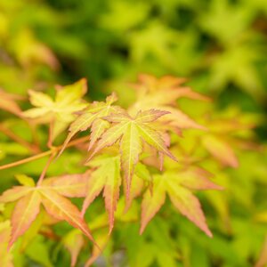 Acer palmatum Bi Hoo