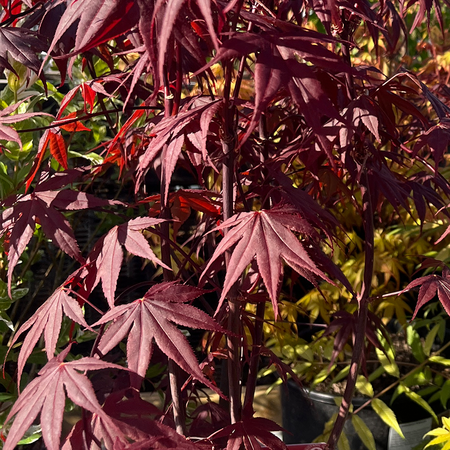 Acer palmatum Bloodgood 25 Litre pot