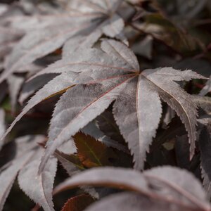 Acer palmatum Bloodgood 25 Litre pot