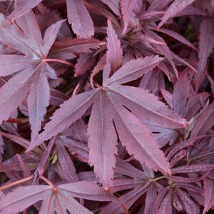 Acer palmatum Shaina