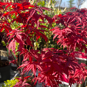 Acer palmatum Twombly's Red Sentinel