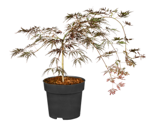 Acer palmatum var. dissectum Crimson Queen
