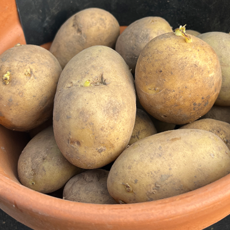 Acoustic Sceond Early Seed Potato 2Kg