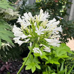 Agapanthus africanus Albus