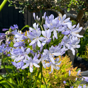 Agapanthus africanus Peter Pan