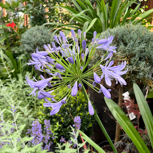 Agapanthus Umbellatus Ovatus