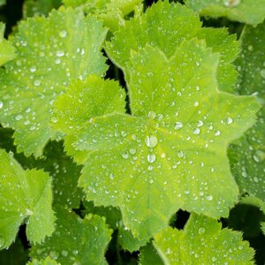 Alchemilla mollis