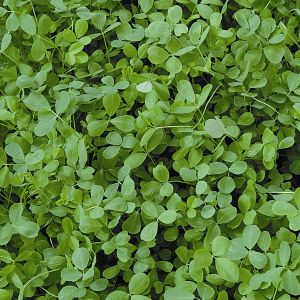 Alfalfa Green Manure Seeds Seeds