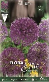 Allium Aflatunense Purple Sensation