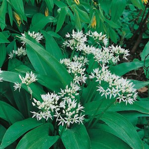 Allium ursinum Wild Garlic