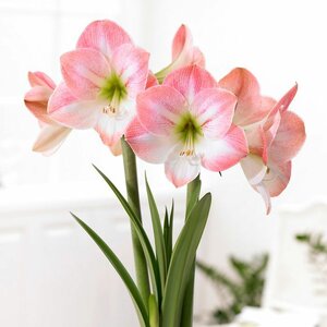 Amaryllis Apple Blossom Large Bulb