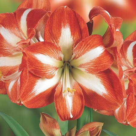 Amaryllis Striped 40cm+