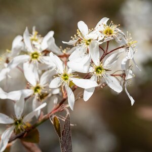 Amelanchier lamarckii