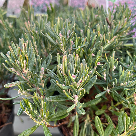 Andromeda polifolia Blue Ice