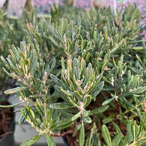 Andromeda polifolia Blue Ice