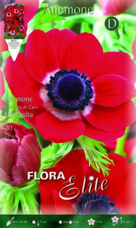 Anemone Coronaria de Caen Hollandia