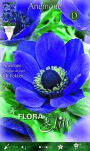 Anemone Coronaria de Caen Mr Fokker