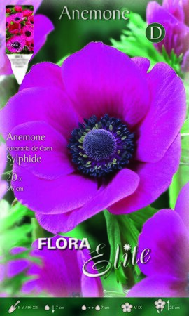 Anemone Coronaria de Caen Sylphide