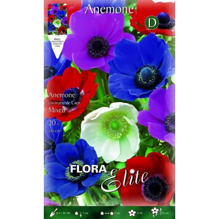 Anemone de Caen Mixed