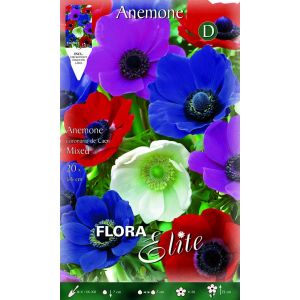 Anemone de Caen Mixed