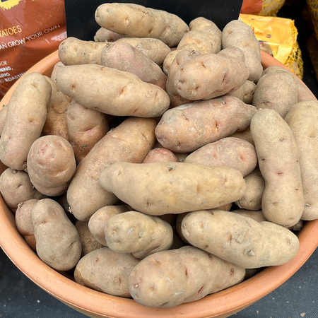 Anya Albert Bartlett Salad Potato