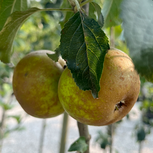 Apple Egremont Russet M26 rootstock