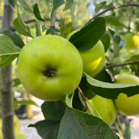 Apple Greensleeves M26 rootstock - image 1