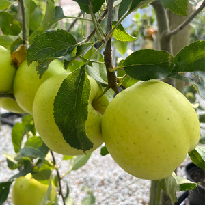 Apple Greensleeves M26 rootstock - image 2