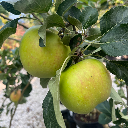 Apple James Grieve M26 rootstock