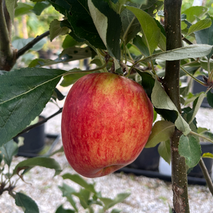 Apple Katy M26 rootstock