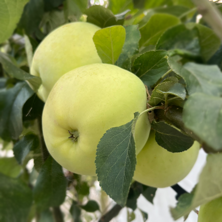 Apple Rev.W.Wilks MM106 rootstock