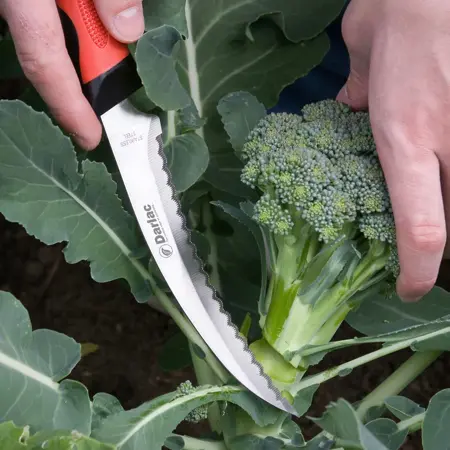 Asparagus & Harvesting Knife  - image 2