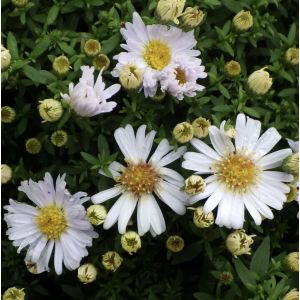 Aster novi-belgii 'Snow Cushion' 1L