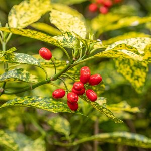 Aucuba japonica Variegata