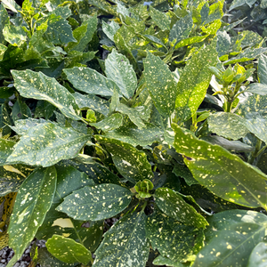 Aucuba japonica Variegata