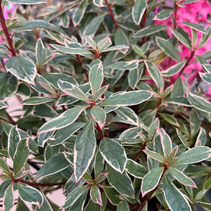 Azalea Silver Queen