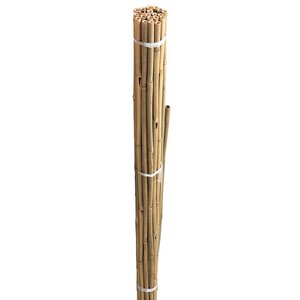 Bamboo Canes 210cm Pack of 10