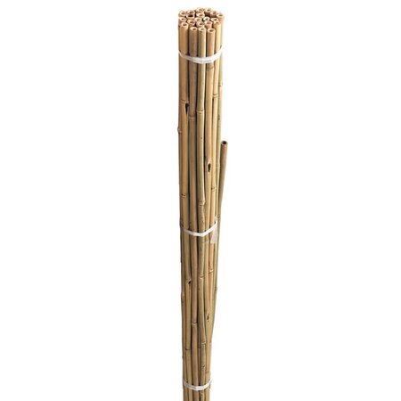 Bamboo Canes 240cm  Pack of 10