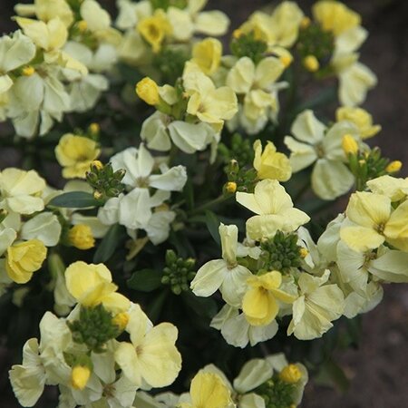 Bare Root Wallflower Dame Primrose