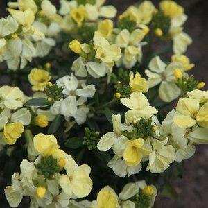 Bare Root Wallflower Dame Primrose