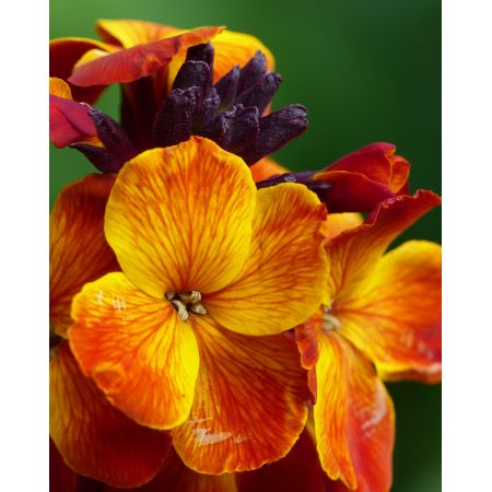 Bare Root Wallflower Fire King Orange