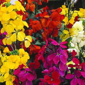 Bare Root Wallflower Harlequin Dwarf Mixed