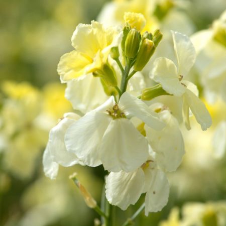 Bare Root Wallflower Ivory White