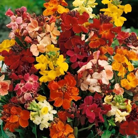 Bare Root Wallflower Persian Carpet Tall Mixed